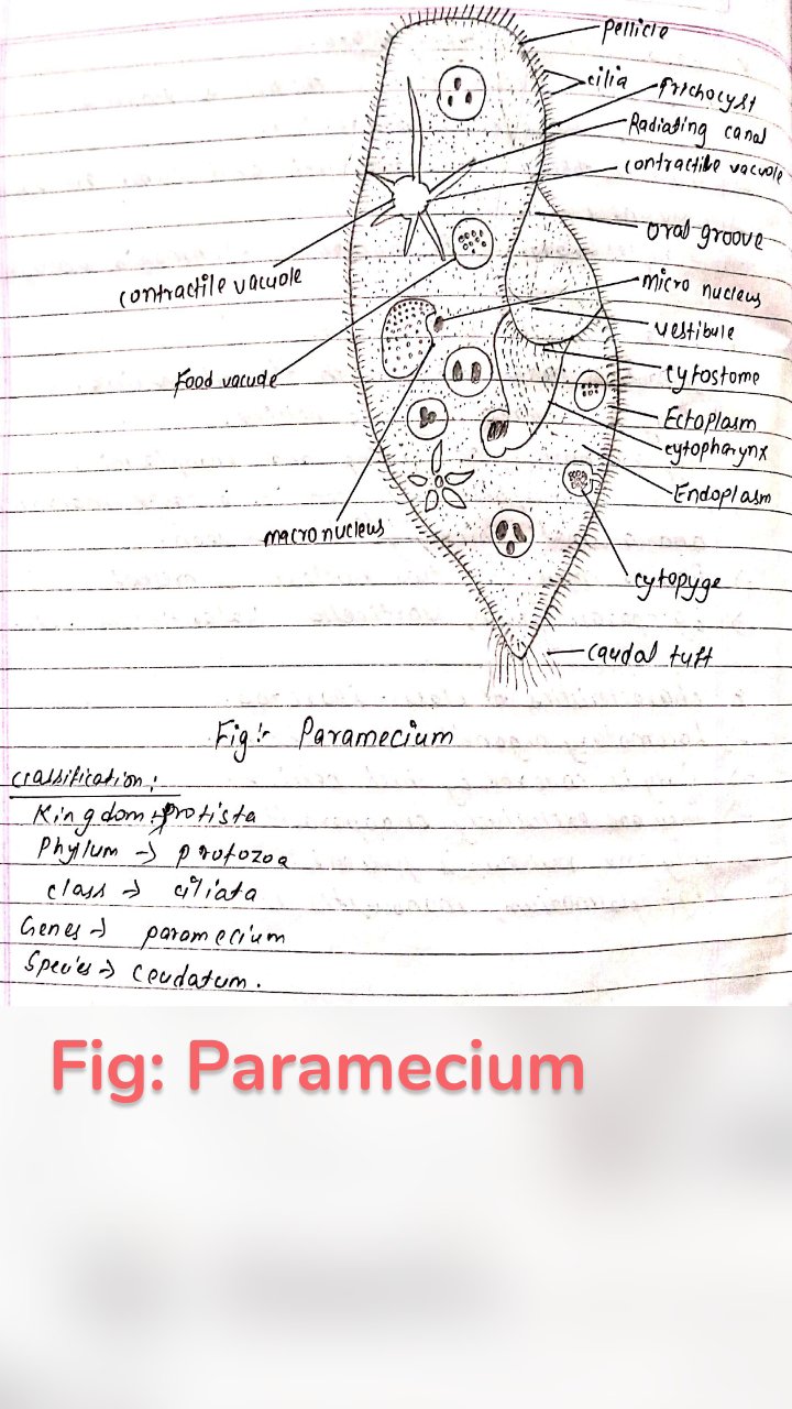 Fig: Paramecium